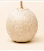 Blank coconut showing where your design goes
